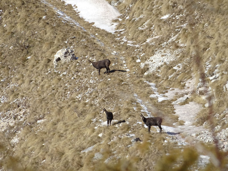 Rupicapra rupicapra.....dal Trentino Alto Adige